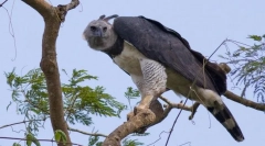 Јужна американска гарсија