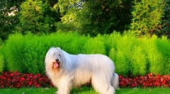 Јужен руски овчар (фото): јас не сум приврзан и меки, но застрашувачки и храбар