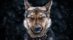 Што соништа за куче: тајни и соништа