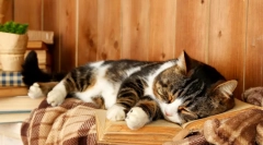 Каква мачка соништа: толкување на соништата со учество на четири нозе меки