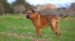 Ka de bo (photo): тандем храброст и чест во едно срце