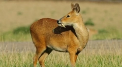 Kabarga sakhalinskaya