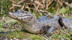 Caiman