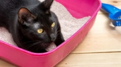 Колку често мачката оди во тоалетот