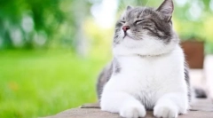 Колку често мачката бара мачка?