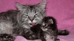 Колку често маче оди во тоалетот: норма и отстапувања