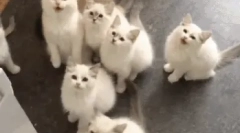 Колку често мачката раѓа