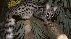 Како се вклучени цистарите во производството на најскапиот кафе во светот?