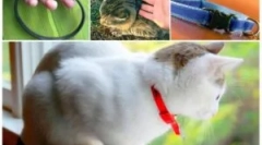 Како јаката од болвата за мачки дејствува