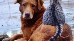 Како паѓа од болви на инсекти