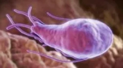 Како е тест на крвта на giardia?