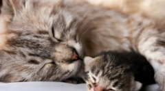 Колку долго мачката раѓа?