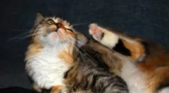 Како и што да донесе болви од домашна мачка?