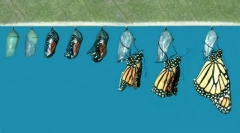 Како се појавува пеперутка од caterpillar?