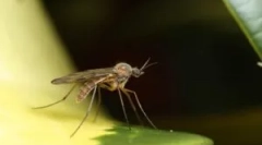 Како комарците наоѓаат лице во мракот?