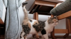 Како мачка означува територија