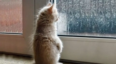 Како мачката го предвидува времето