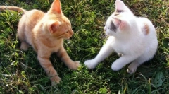 Како мачката се појавува со мачка?