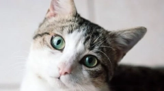 Како мачката го гледа светот