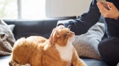 Како мачката влијае на лицето