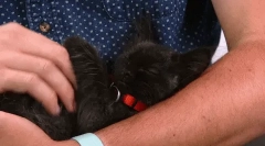 Како мачката избира господар?