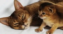 Како мачката се грижи за неговото потомство?