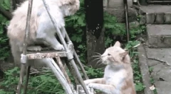 Како мачката е заштитена од непријатели?