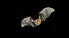 Како лилјаци се ориентирани во мракот?