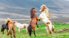 Како коњите се заштитат од сторителите?