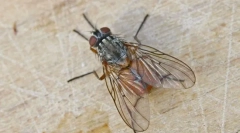 Како лета оди на таванот