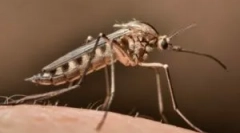 Како да се најде комарец во собата?