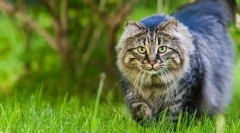 Како да најдете мачка на будала?