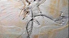 Како што се најде диносауруси?