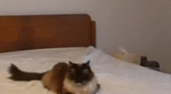 Како cats комуницираат