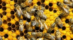 Како да комуницираат пчели