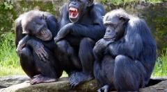 Како можат животните да комуницираат едни со други?