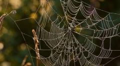 Како да ги ловат пајаците