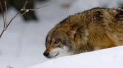 Како волци лов?