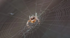Како пајак ткаат веб?