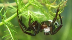 Како пајак-сребрени дише под вода?