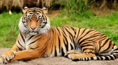 Како се разликуваат предатори и тревопари во изгледот?