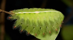 Како извираше муканевулни гасеници?