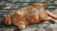 Како мачката потера?