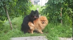 Како е плетење на кучиња за прв пат: како да им помогне на миленичињата