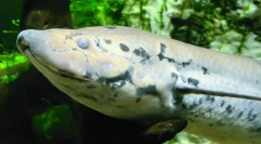 Како пропортери ќе ја изгубат сушата?