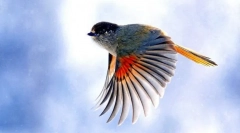 Како птици летаат?