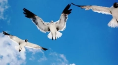 Како птичји ориентирани во воздухот?