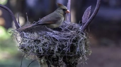 Како птици гради гнезда?