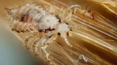 Како да се размножи, развива и помине