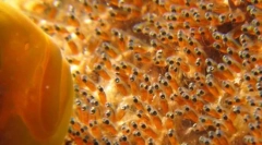 Како расипани риби